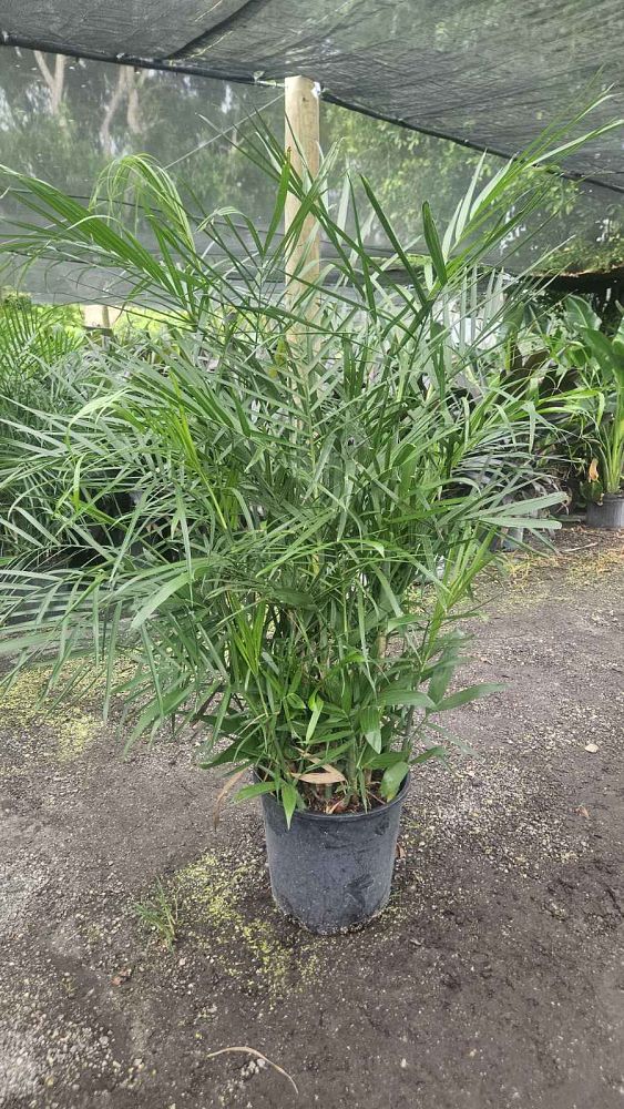 chamaedorea-seifrizii-reed-palm-bamboo-palm-seifriz-s-bamboo-palm