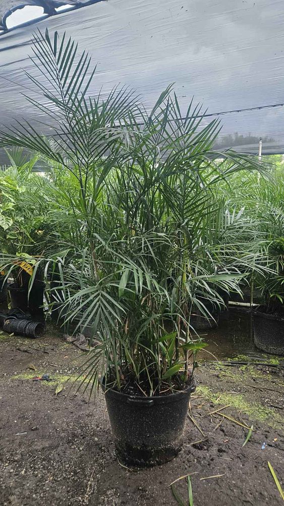 chamaedorea-seifrizii-reed-palm-bamboo-palm-seifriz-s-bamboo-palm