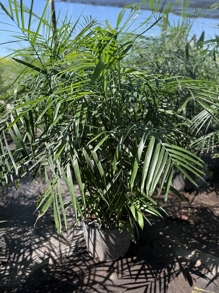 chamaedorea-seifrizii-reed-palm-bamboo-palm-seifriz-s-bamboo-palm