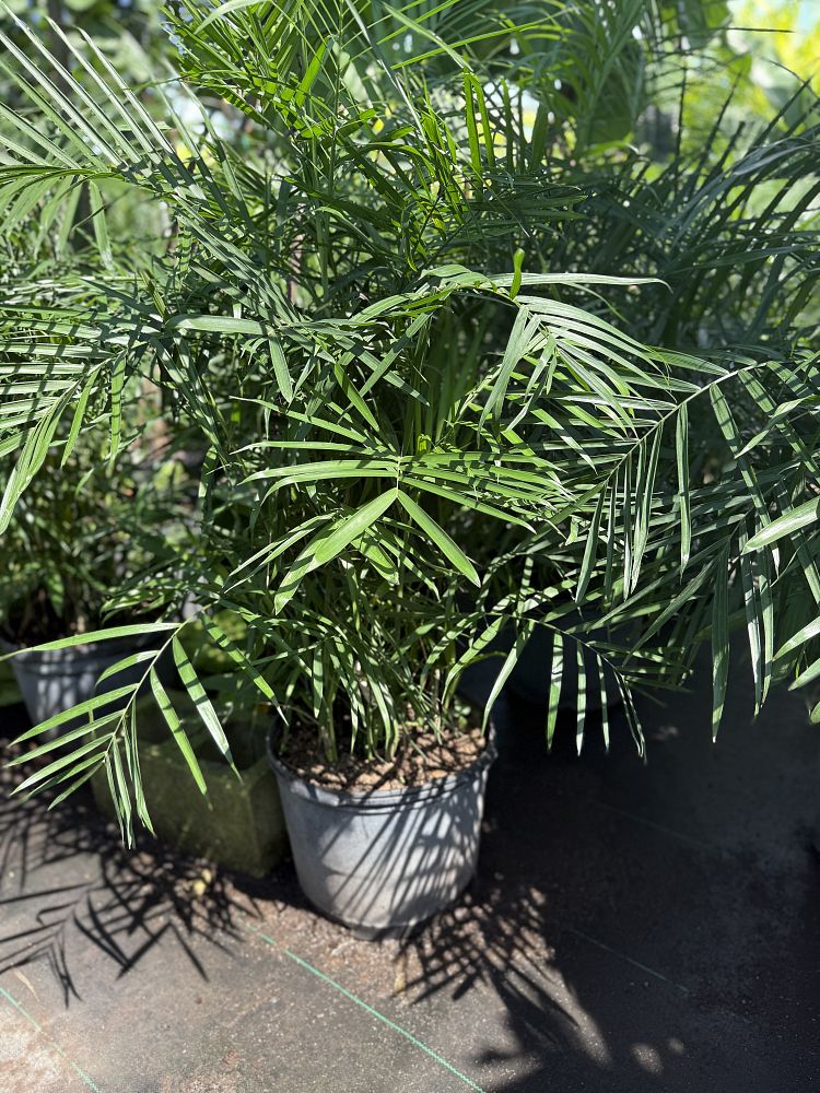 chamaedorea-seifrizii-reed-palm-bamboo-palm-seifriz-s-bamboo-palm