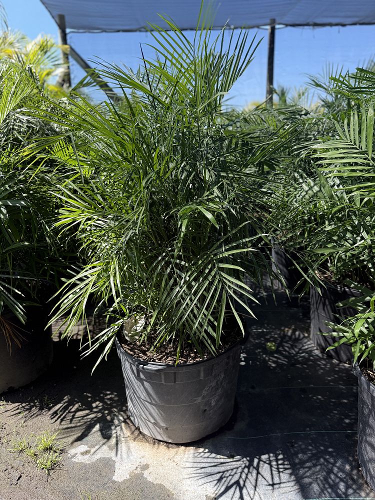 chamaedorea-seifrizii-reed-palm-bamboo-palm-seifriz-s-bamboo-palm