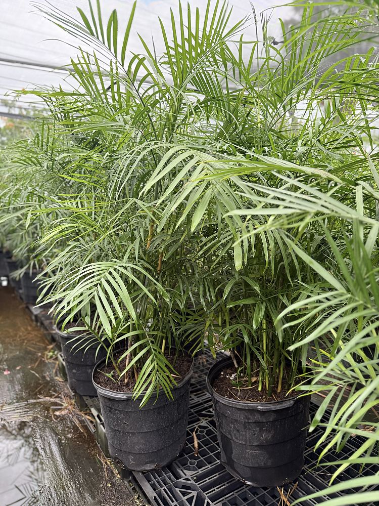 chamaedorea-seifrizii-reed-palm-bamboo-palm-seifriz-s-bamboo-palm