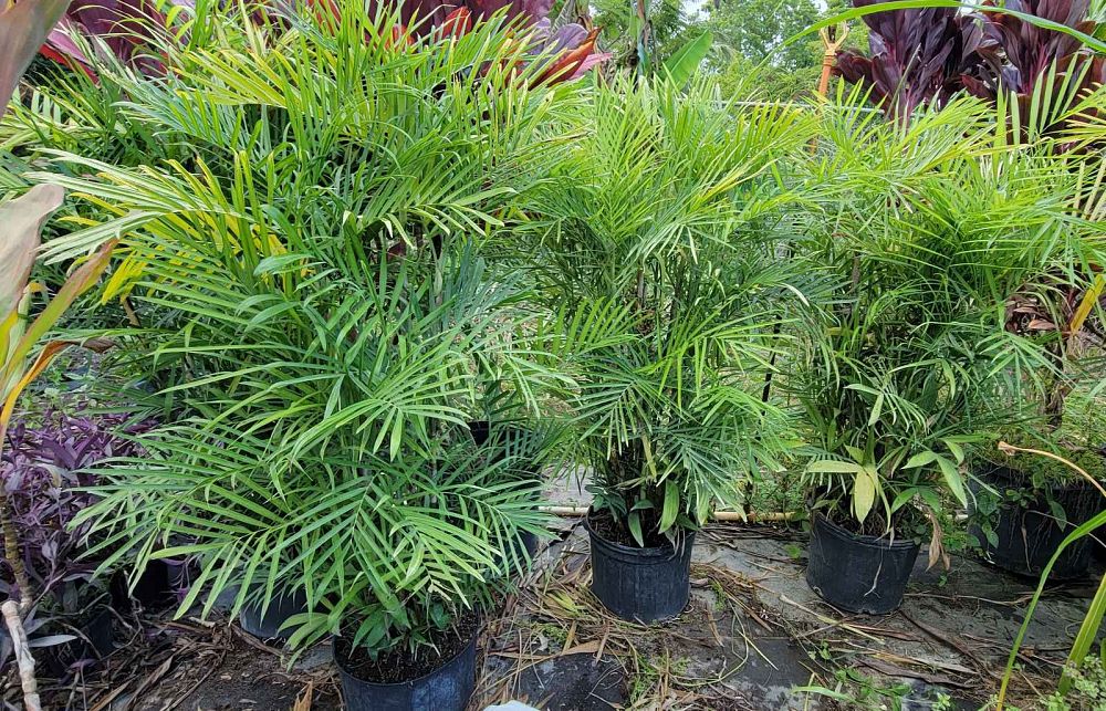 chamaedorea-seifrizii-reed-palm-bamboo-palm-seifriz-s-bamboo-palm