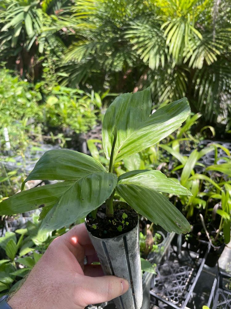 chamaedorea-tenella-necklace-palm