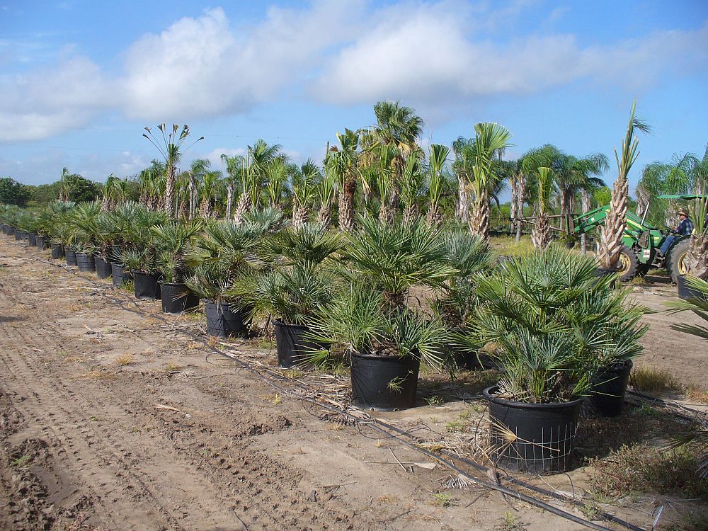 chamaerops-humilis-argentea-european-fan-palm-blue-mediterranean-fan-palm