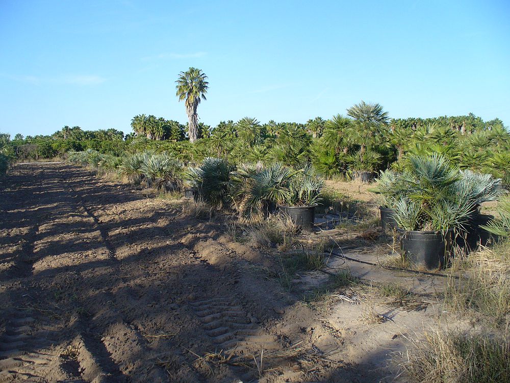 chamaerops-humilis-argentea-european-fan-palm-blue-mediterranean-fan-palm