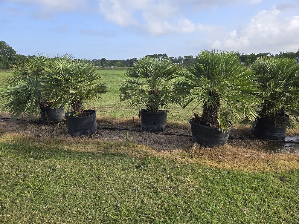 chamaerops-humilis-argentea-european-fan-palm-blue-mediterranean-fan-palm