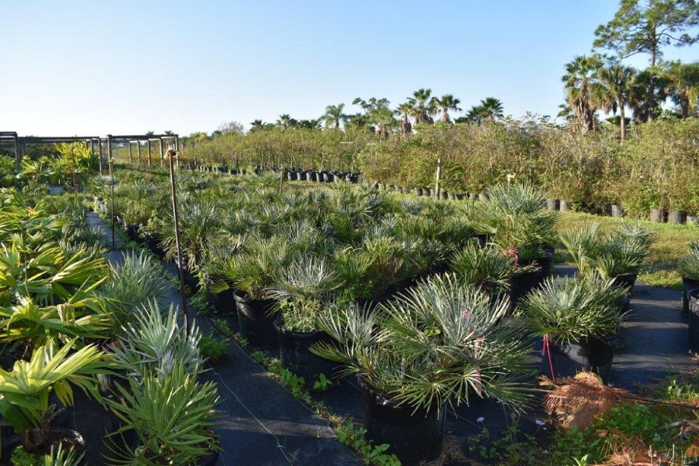 chamaerops-humilis-cerifera-european-fan-palm-silver-mediterranean-fan-palm