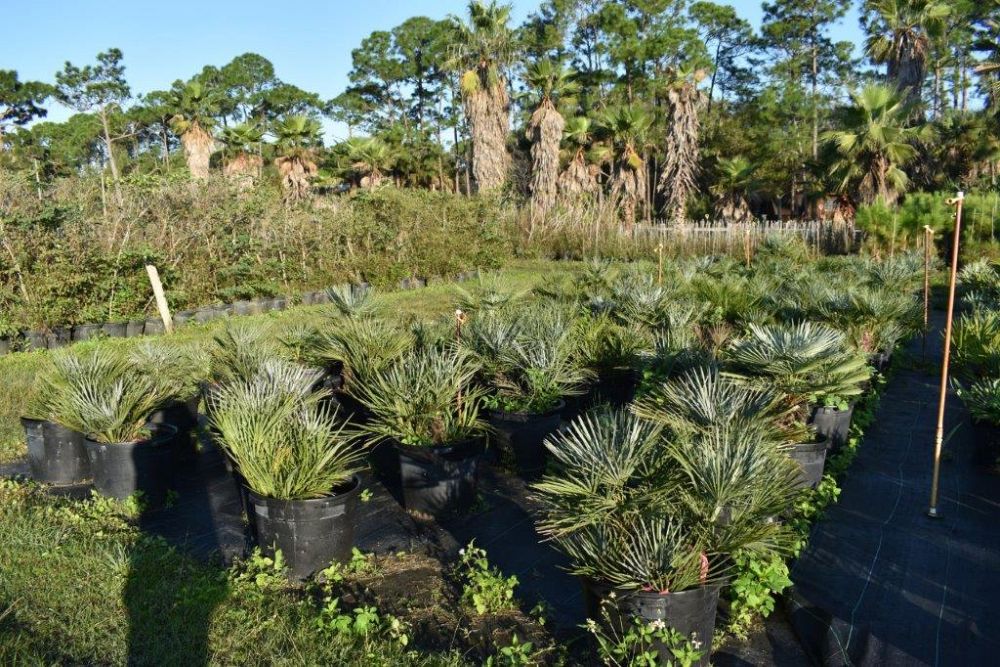 chamaerops-humilis-cerifera-european-fan-palm-silver-mediterranean-fan-palm