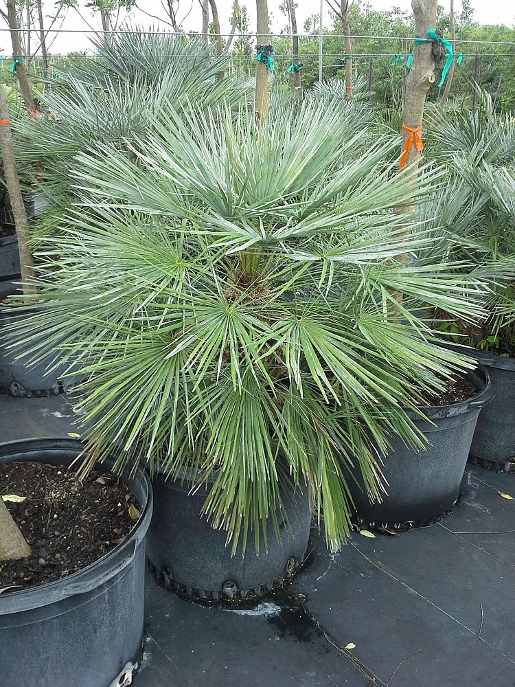 chamaerops-humilis-cerifera-european-fan-palm-silver-mediterranean-fan-palm