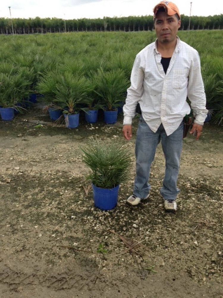 chamaerops-humilis-cerifera-european-fan-palm-silver-mediterranean-fan-palm