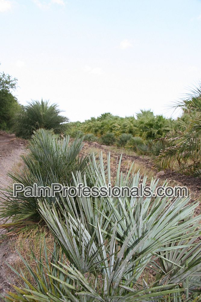 chamaerops-humilis-cerifera-european-fan-palm-silver-mediterranean-fan-palm