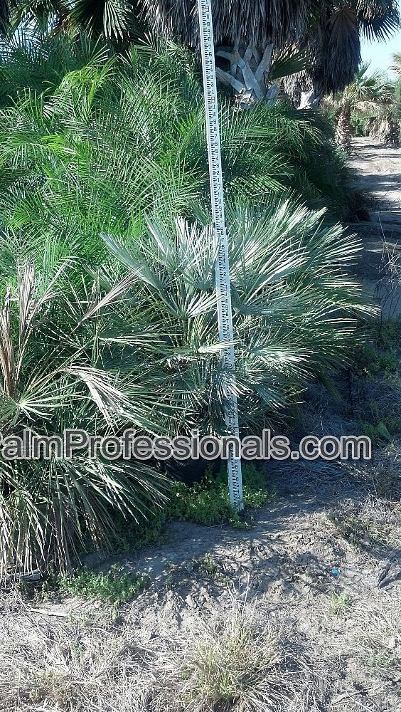 chamaerops-humilis-cerifera-european-fan-palm-silver-mediterranean-fan-palm