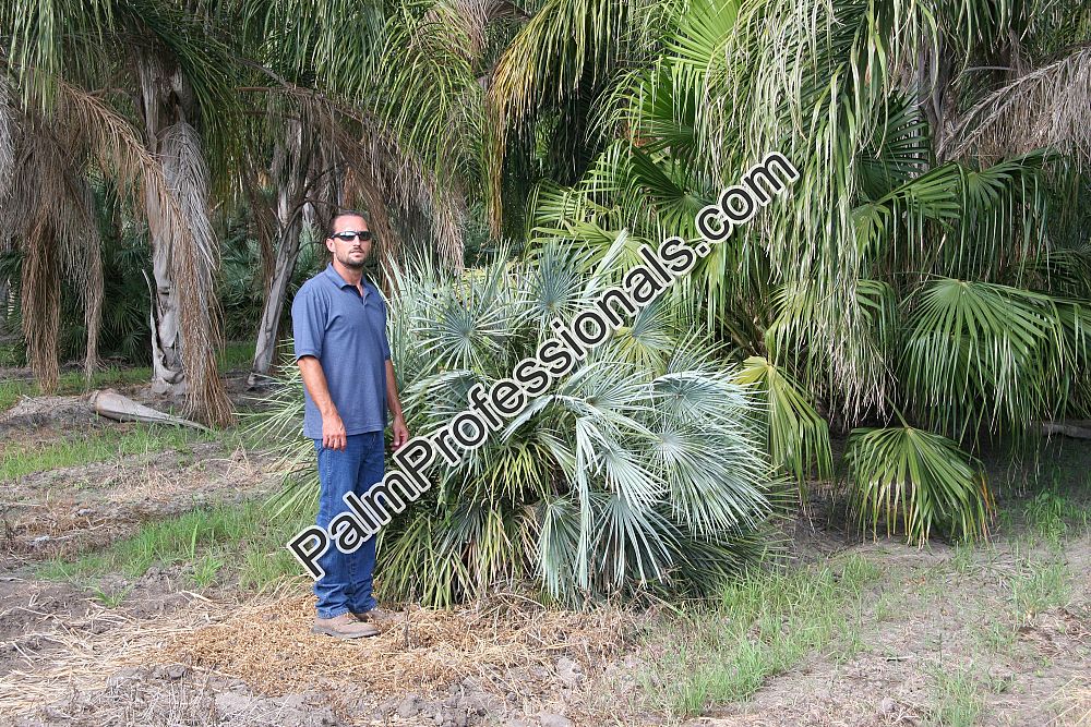 chamaerops-humilis-cerifera-european-fan-palm-silver-mediterranean-fan-palm