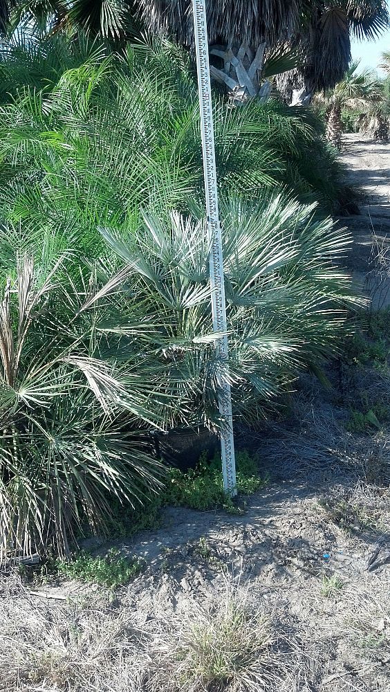 chamaerops-humilis-cerifera-european-fan-palm-silver-mediterranean-fan-palm