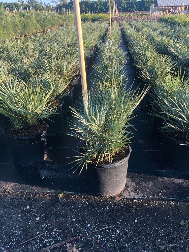 chamaerops-humilis-cerifera-european-fan-palm-silver-mediterranean-fan-palm