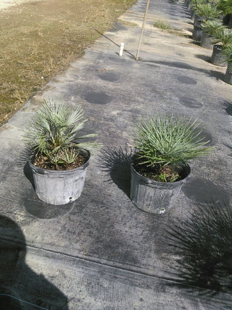chamaerops-humilis-cerifera-european-fan-palm-silver-mediterranean-fan-palm