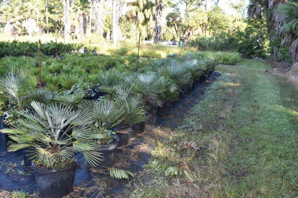 chamaerops-humilis-cerifera-european-fan-palm-silver-mediterranean-fan-palm