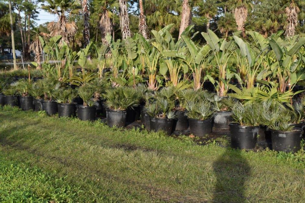 chamaerops-humilis-cerifera-european-fan-palm-silver-mediterranean-fan-palm
