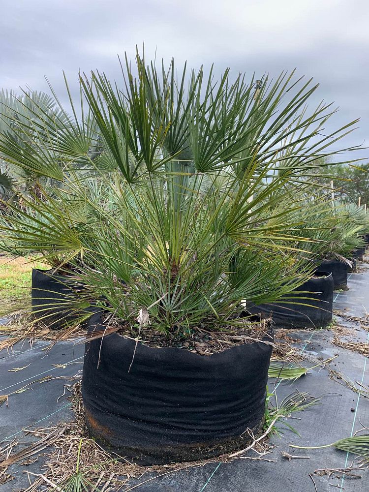chamaerops-humilis-cerifera-european-fan-palm-silver-mediterranean-fan-palm