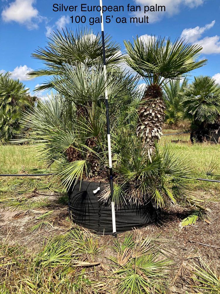 chamaerops-humilis-cerifera-european-fan-palm-silver-mediterranean-fan-palm