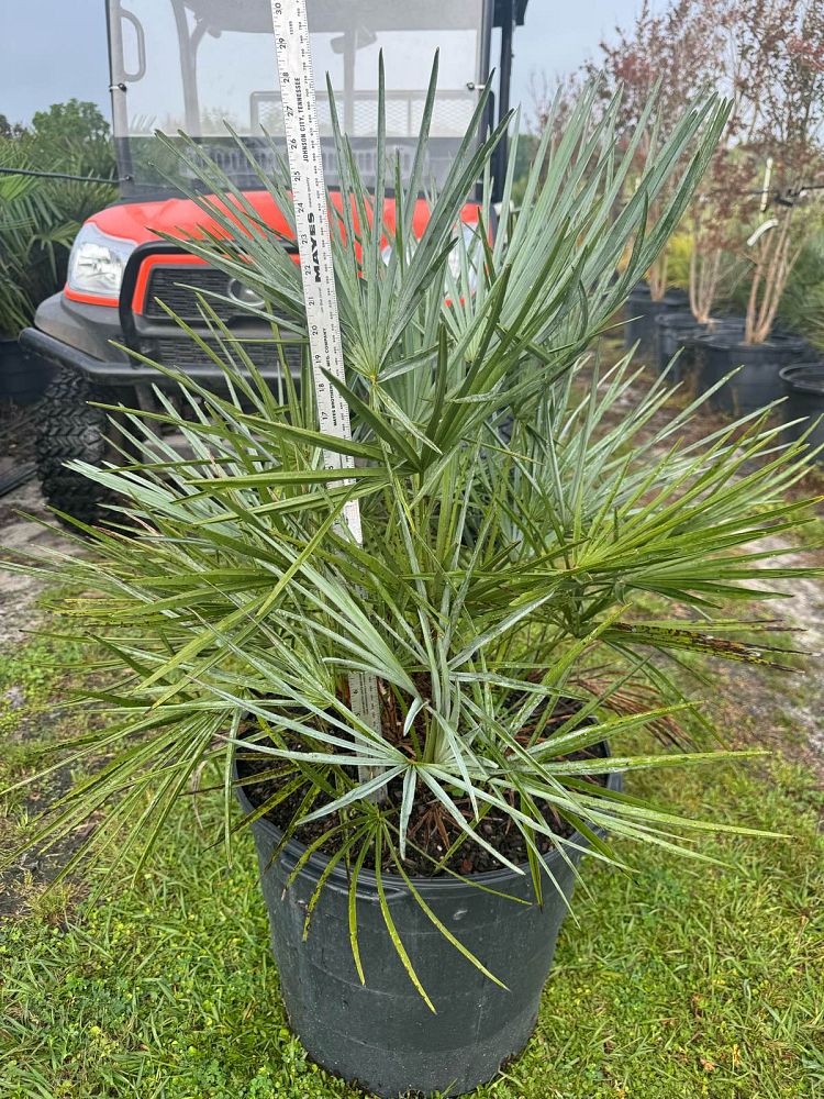chamaerops-humilis-cerifera-european-fan-palm-silver-mediterranean-fan-palm