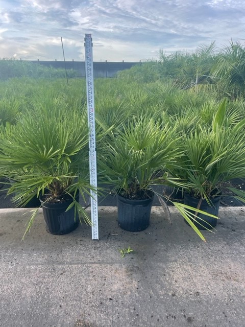 chamaerops-humilis-cerifera-european-fan-palm-silver-mediterranean-fan-palm