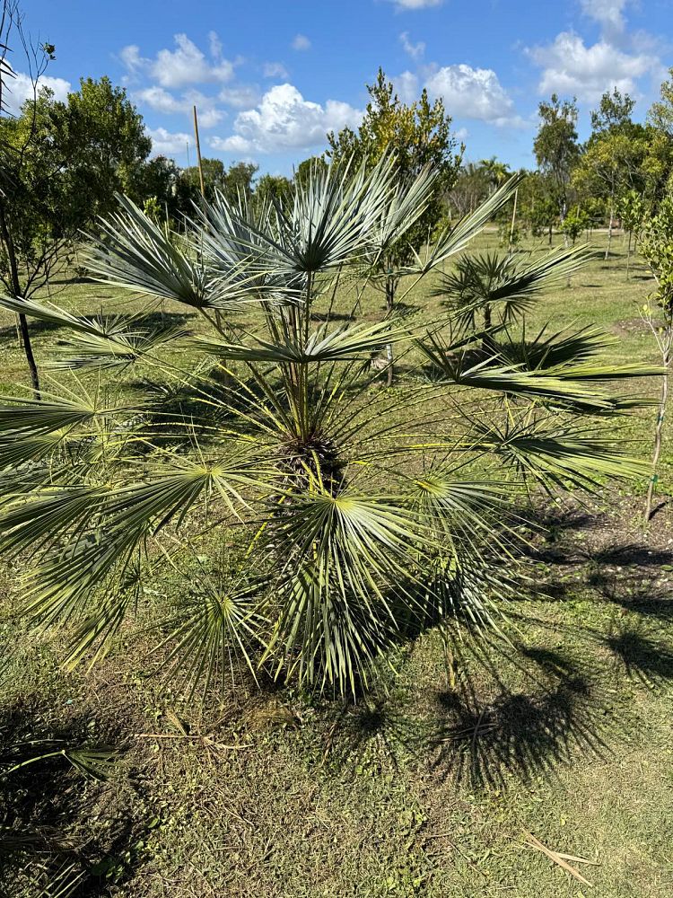 chamaerops-humilis-cerifera-european-fan-palm-silver-mediterranean-fan-palm