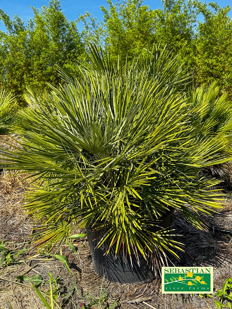chamaerops-humilis-cerifera-european-fan-palm-silver-mediterranean-fan-palm