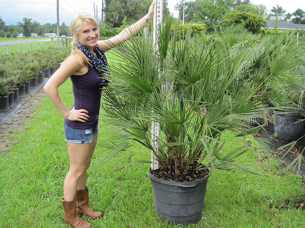 landscape ideas houston tx European Mediterranean Fan Palm | 1000 x 750