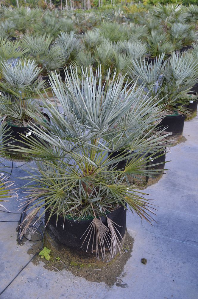 chamaerops-humilis-cerifera-silver-select-european-fan-palm-silver-mediterranean-fan-palm
