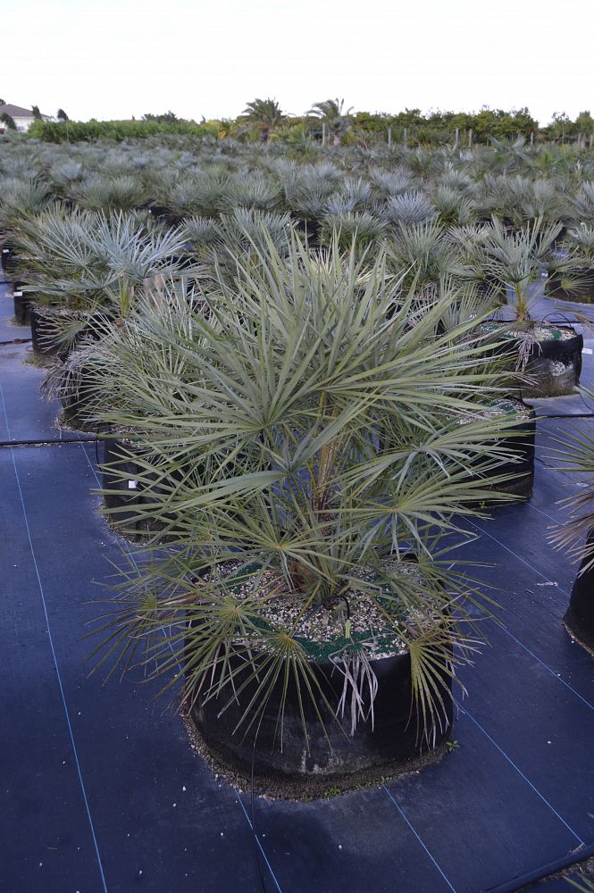 chamaerops-humilis-cerifera-silver-select-european-fan-palm-silver-mediterranean-fan-palm