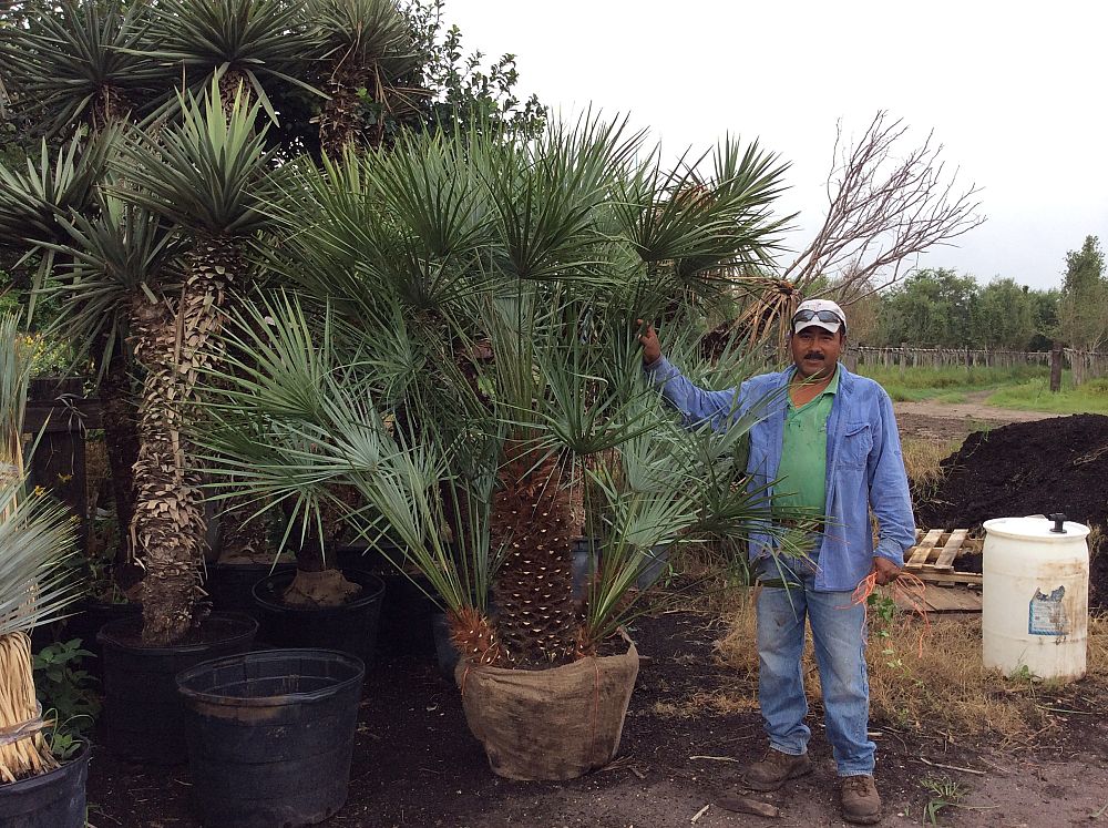 chamaerops-humilis-cerifera-silver-select-european-fan-palm-silver-mediterranean-fan-palm