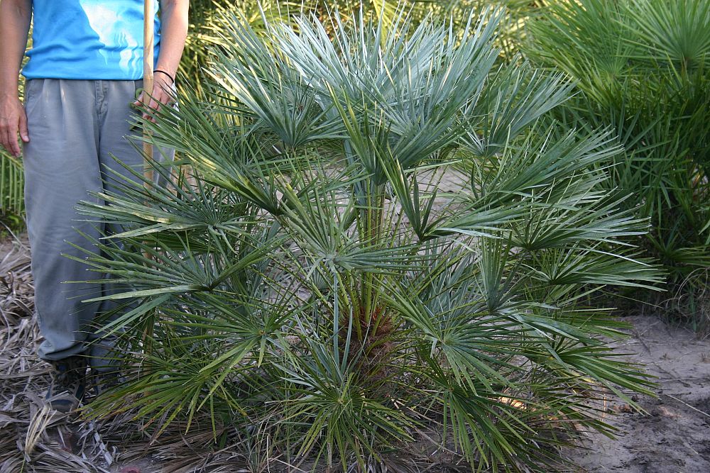 chamaerops-humilis-cerifera-silver-select-european-fan-palm-silver-mediterranean-fan-palm