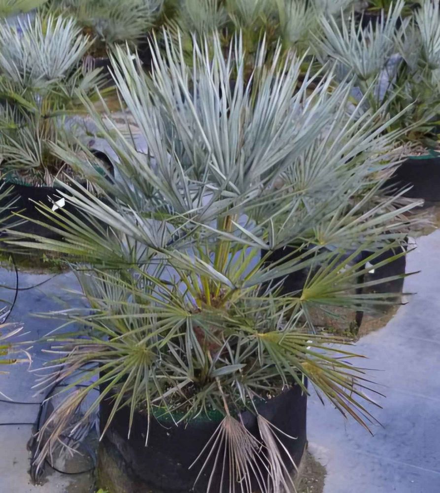 chamaerops-humilis-cerifera-silver-select-european-fan-palm-silver-mediterranean-fan-palm