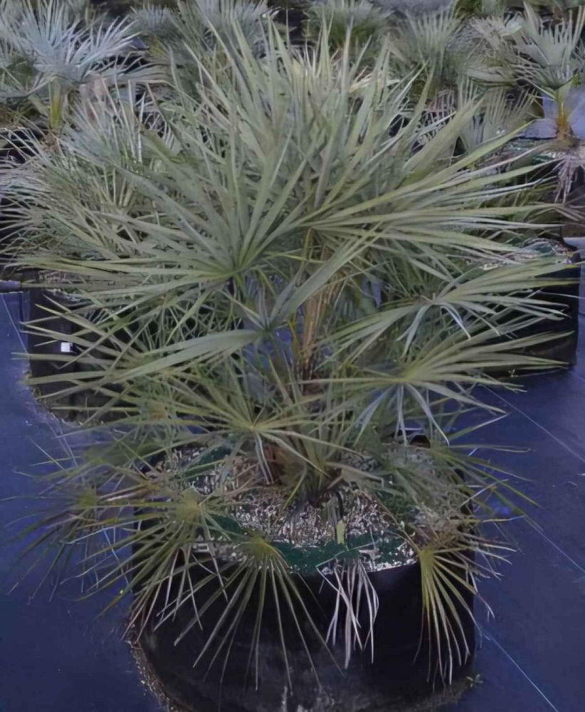 chamaerops-humilis-cerifera-silver-select-european-fan-palm-silver-mediterranean-fan-palm