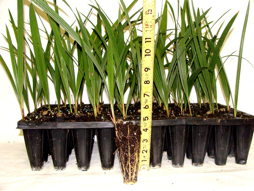 East Lake Nursery, Inc.