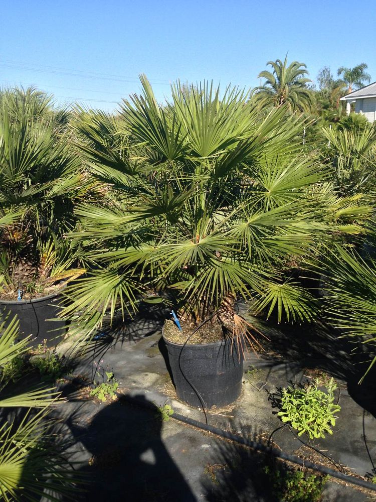 chamaerops-humilis-european-fan-palm-mediterranean-fan-palm