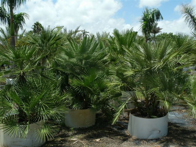 chamaerops-humilis-european-fan-palm-mediterranean-fan-palm