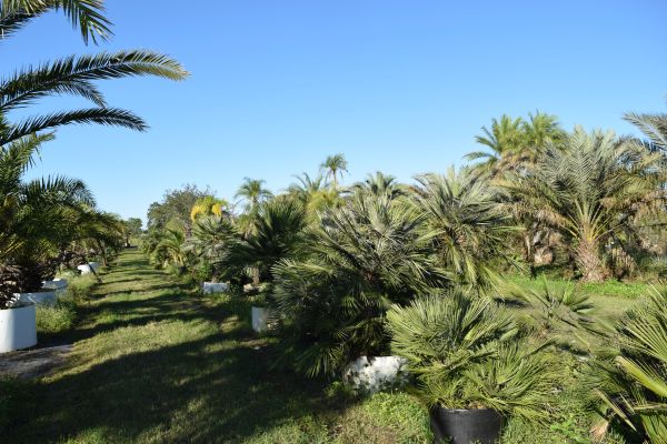 chamaerops-humilis-european-fan-palm-mediterranean-fan-palm