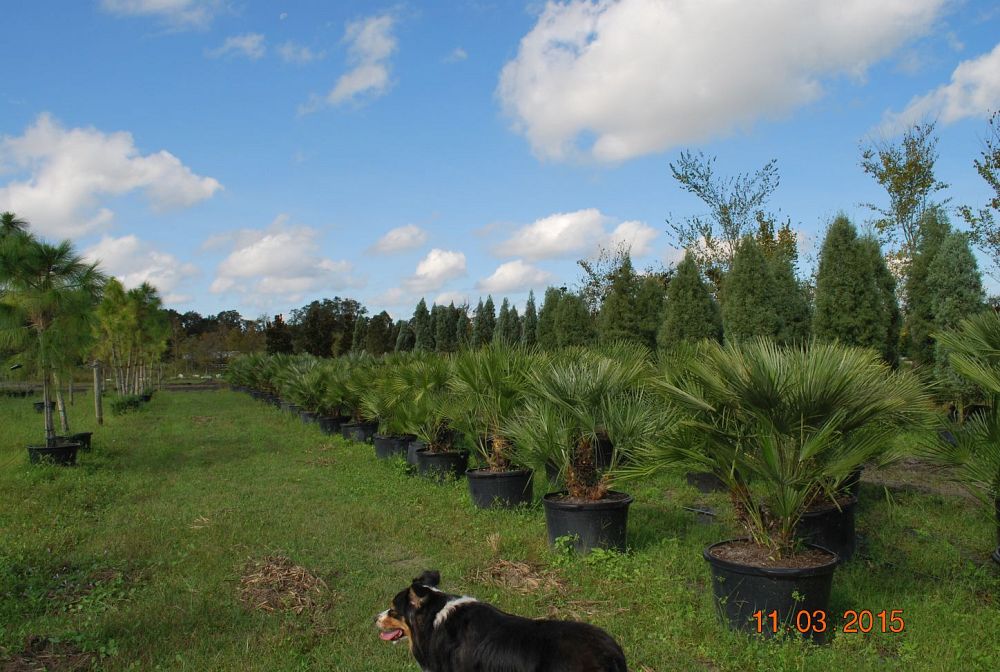 chamaerops-humilis-european-fan-palm-mediterranean-fan-palm