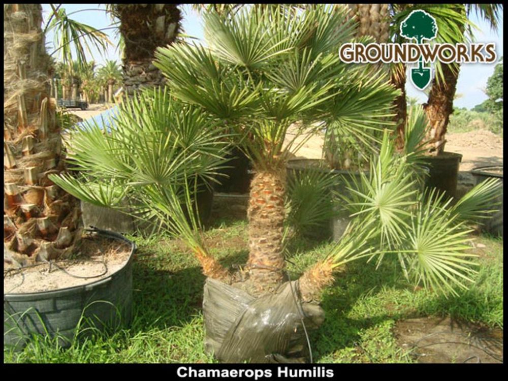 chamaerops-humilis-european-fan-palm-mediterranean-fan-palm