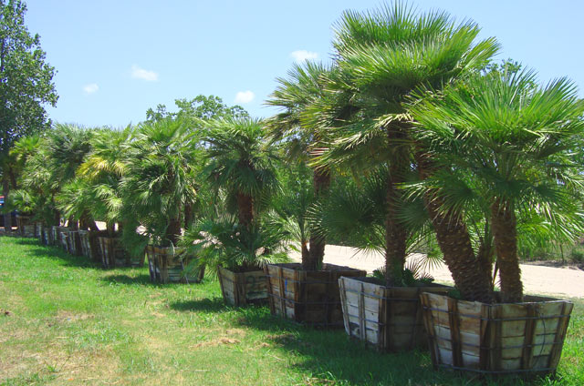 chamaerops-humilis-european-fan-palm-mediterranean-fan-palm