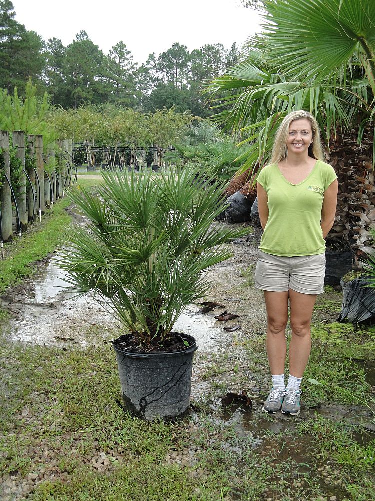 chamaerops-humilis-european-fan-palm-mediterranean-fan-palm