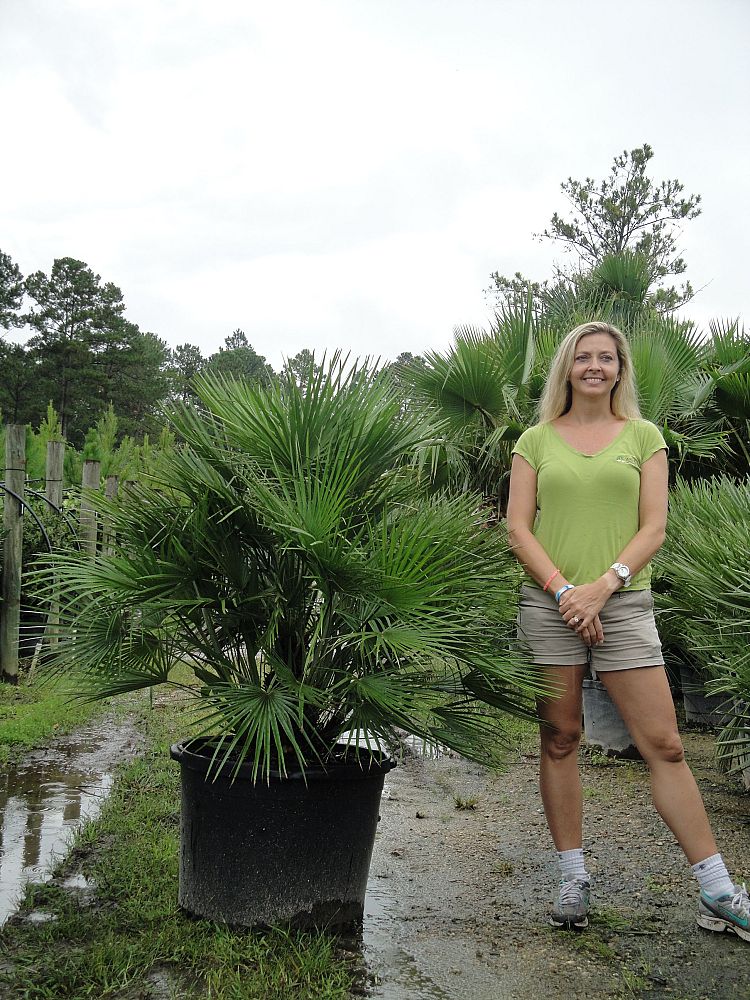 chamaerops-humilis-european-fan-palm-mediterranean-fan-palm