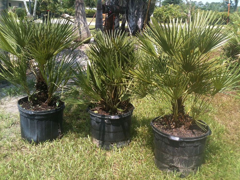 chamaerops-humilis-european-fan-palm-mediterranean-fan-palm
