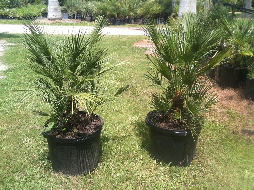 chamaerops-humilis-european-fan-palm-mediterranean-fan-palm