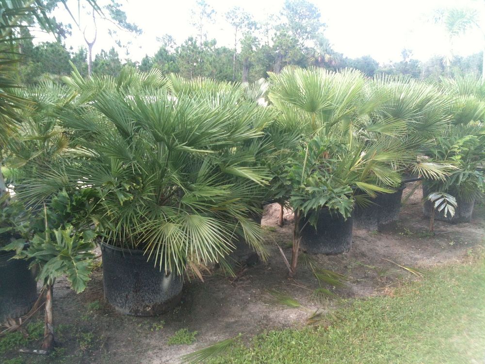 chamaerops-humilis-european-fan-palm-mediterranean-fan-palm