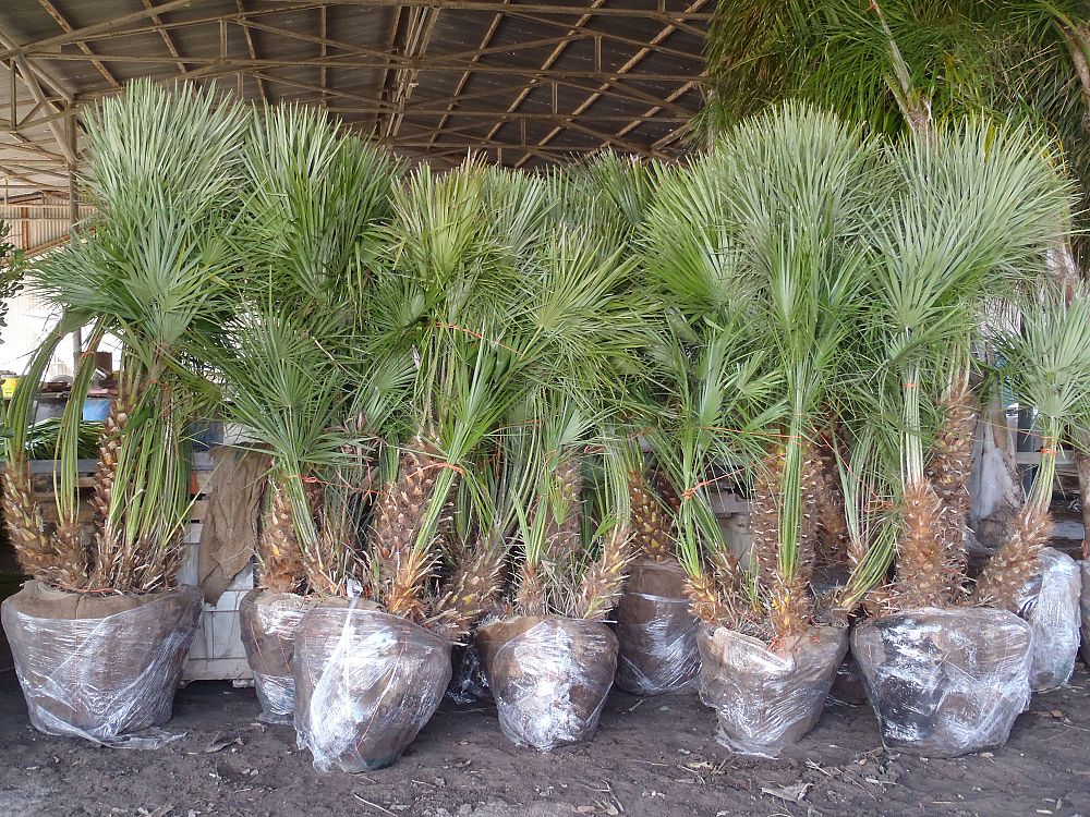 chamaerops-humilis-european-fan-palm-mediterranean-fan-palm