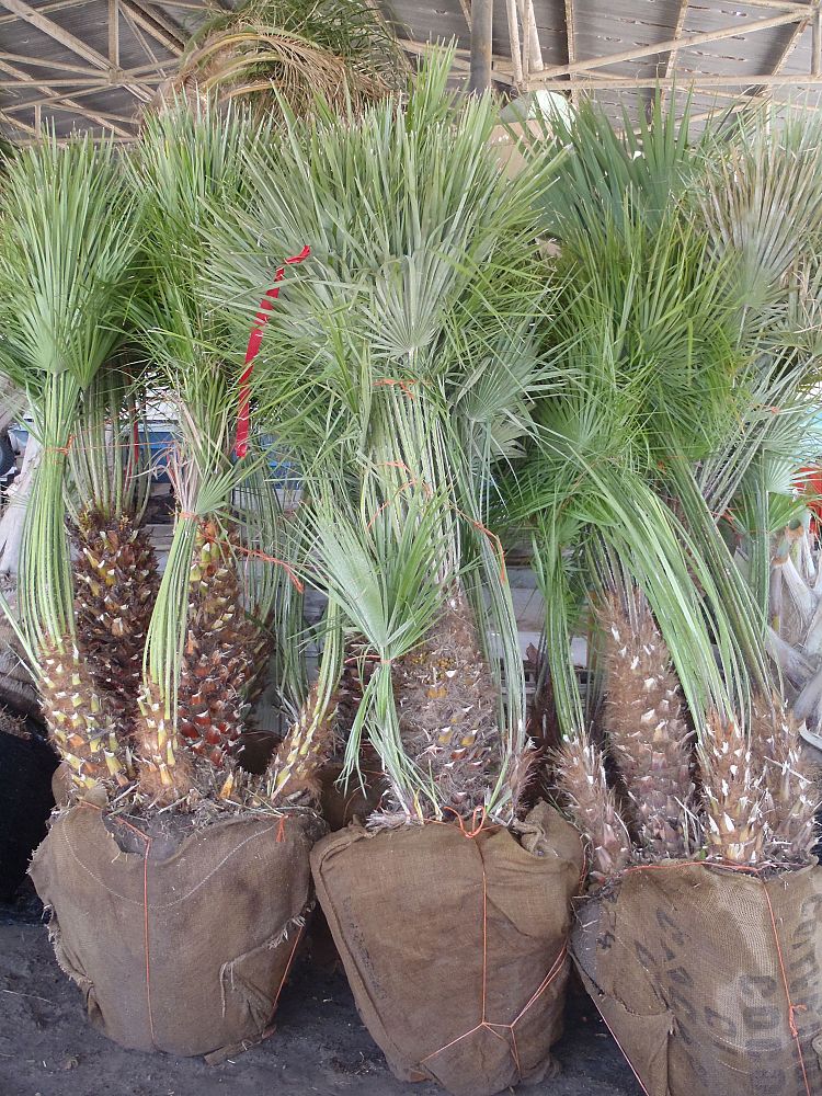 chamaerops-humilis-european-fan-palm-mediterranean-fan-palm